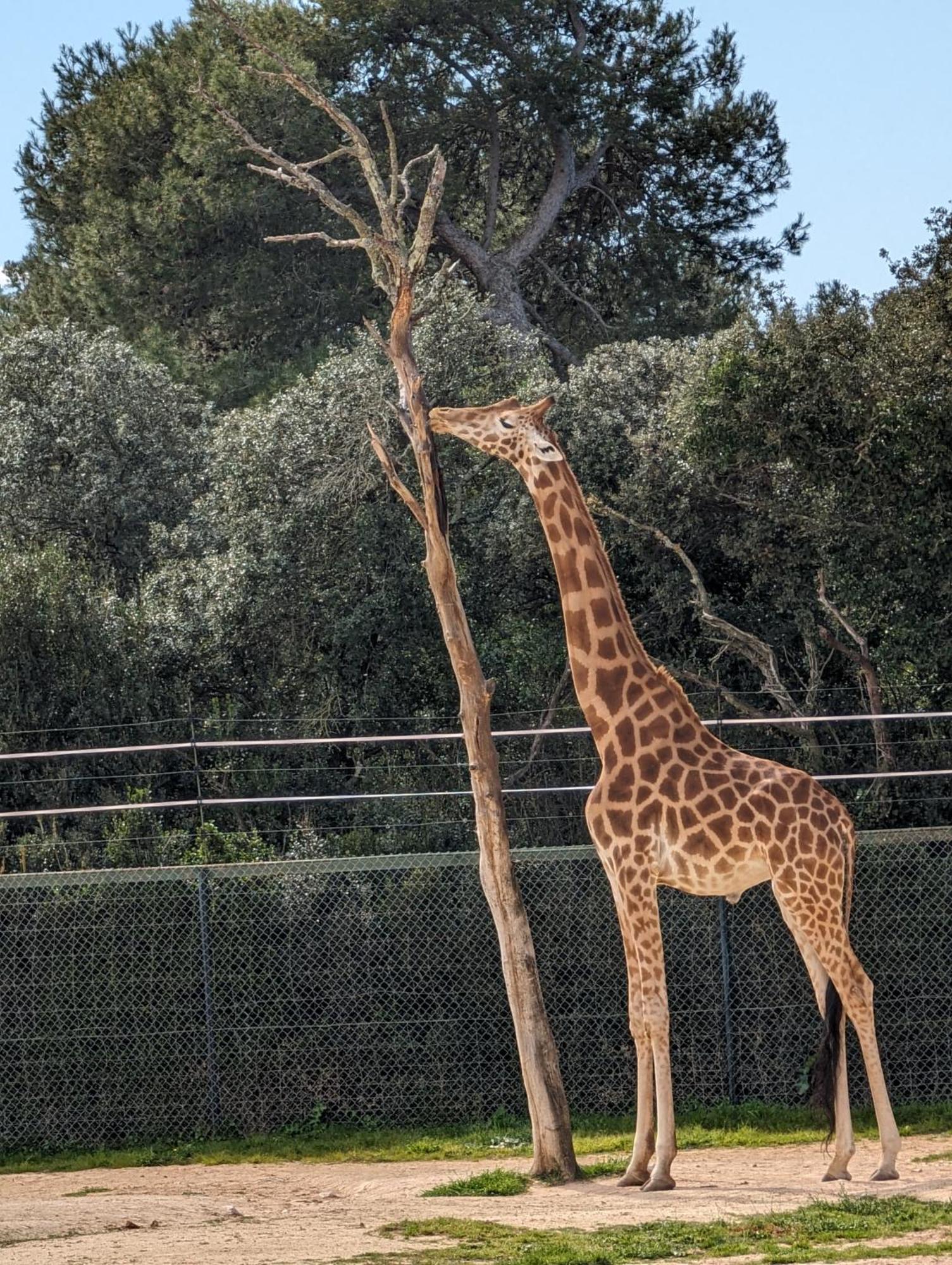 Appartement Cosy Au Calme A Cote Du Zoo Avec Balcon Et Parking Securise モンペリエ エクステリア 写真